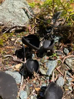 Helvella corium thumbnail 3