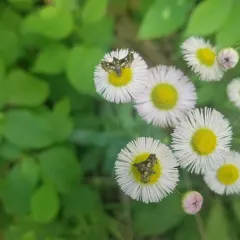 Spotted Thyris Moth thumbnail 1