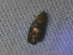 Paralobesia palliolana thumbnail 2