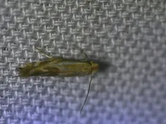 Narrow Bucculatrix thumbnail 2