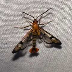 Maple Callus Borer Moth thumbnail 2
