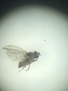 Philygria debilis thumbnail 2