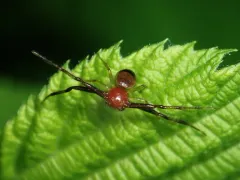 Black-banded Crab Spider thumbnail 2