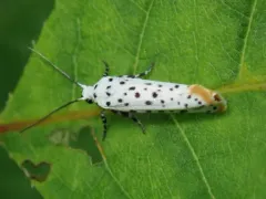 Hoptree Borer Moth thumbnail 4