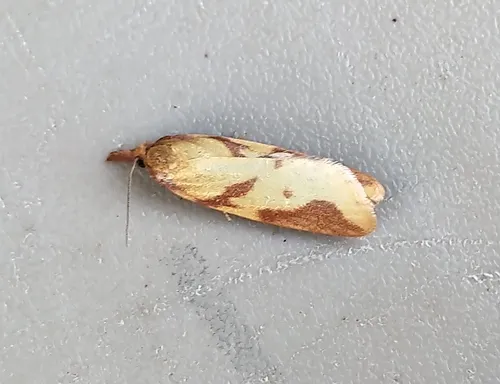 Sparganothis vocaridorsana
