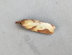 Sparganothis vocaridorsana thumbnail 1