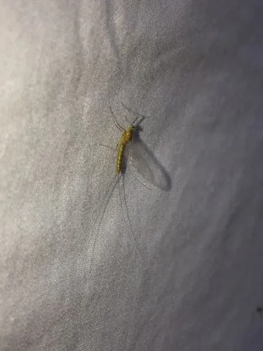 Epeorus frisoni