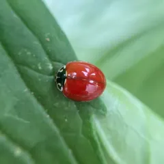 Western Polished Lady Beetle thumbnail 3