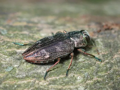 Flat-headed Apple Tree Borer
