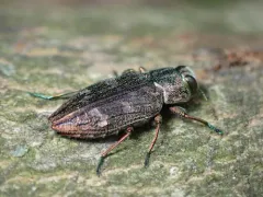 Flat-headed Apple Tree Borer thumbnail 1