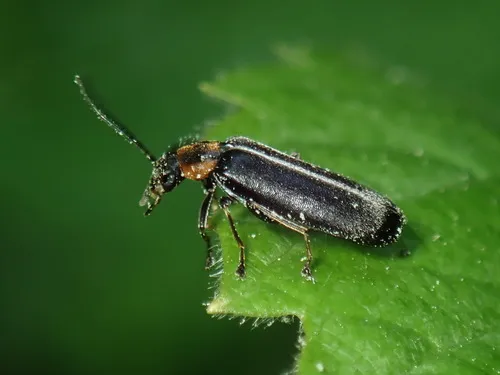 Variable False Darkling Beetle