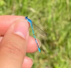 Double-striped Bluet thumbnail 1