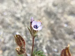 dark-eyed gilia thumbnail 2