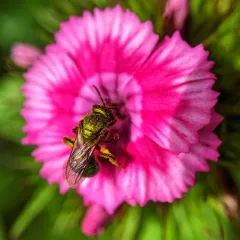 Golden Sweat Bee thumbnail 4