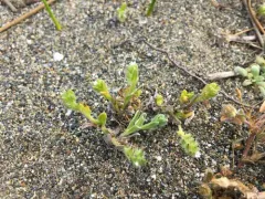 Beach Cryptantha thumbnail 2