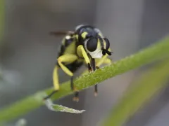 Dalmannia blaisdelli thumbnail 3