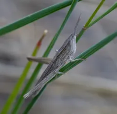 Bunch Grass Locust thumbnail 2