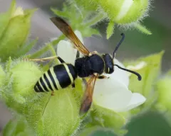 Euodynerus tempiferus thumbnail 2