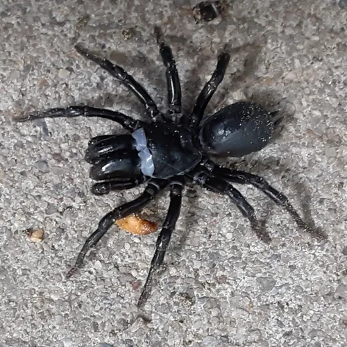 Black Purseweb Spider