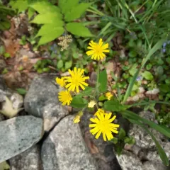 smooth hawkweed thumbnail 1