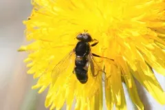 Treacherous Swamp Fly thumbnail 1