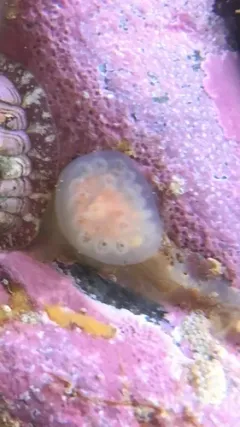 Aplidium glabrum thumbnail 1