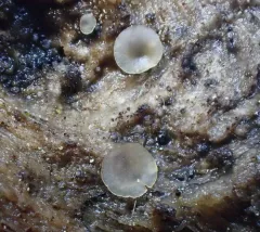 Hyalorbilia inflatula thumbnail 2