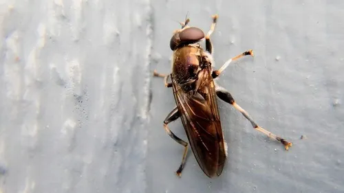 Yellow-banded Leafwalker