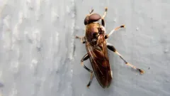Yellow-banded Leafwalker thumbnail 1