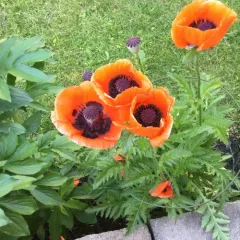 Oriental Poppy thumbnail 3