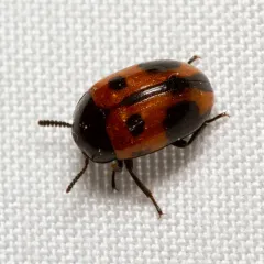 Two-spotted Diaperis thumbnail 1