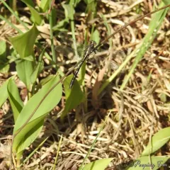 Ashy Clubtail thumbnail 3