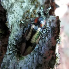 Noble Click Beetle thumbnail 3