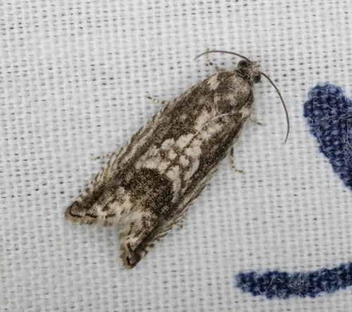 Cydia lacustrina