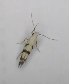 Argyresthia austerella thumbnail 3