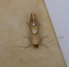 Phyllonorycter aeriferella thumbnail 2