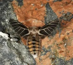 Dubious Tiger Moth thumbnail 2