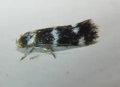 Elachista illectella thumbnail 2