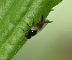 Chaetochlorops inquilinus thumbnail 4
