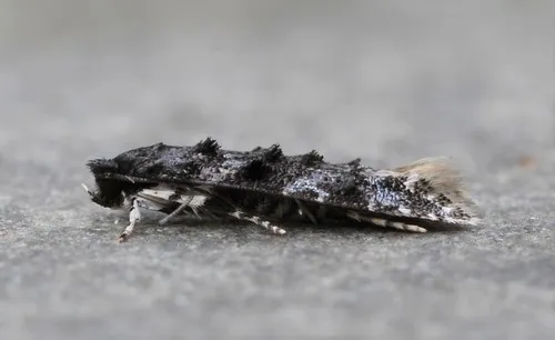 Homosetia bifasciella