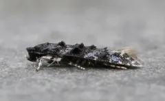 Homosetia bifasciella thumbnail 1