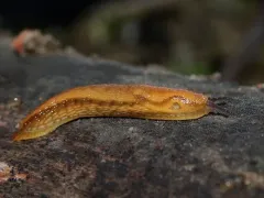 Western Dusky Slug thumbnail 1