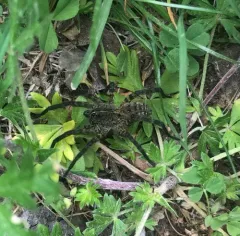 Woodland Giant Wolf Spider thumbnail 1