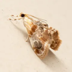 Julia's Dicymolomia Moth thumbnail 3