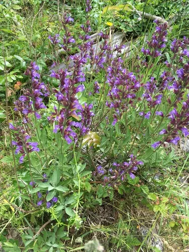 garden sage