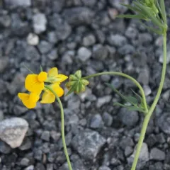 narrow-leaf bird's-foot trefoil thumbnail 3