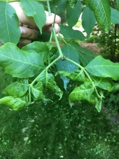 leafcurl ash aphid thumbnail 3