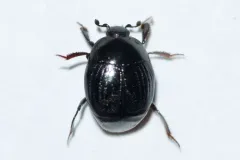 Euspilotus assimilis thumbnail 1