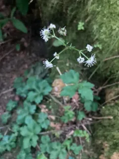 wood sanicle thumbnail 3