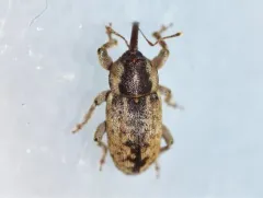 Pachytychius haematocephalus thumbnail 4